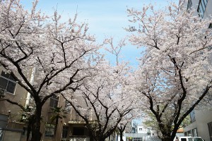 ELSI and Sakura in Bloom 