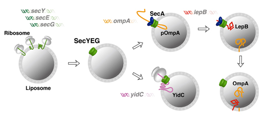 A giant step toward the artificial cell by successful synthesis of the functional cell membrane in vitro-For the development of fully controllable in vitro system for membrane protein synthesis-