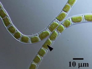 Genome analysis reveals how algae evolved into land plants