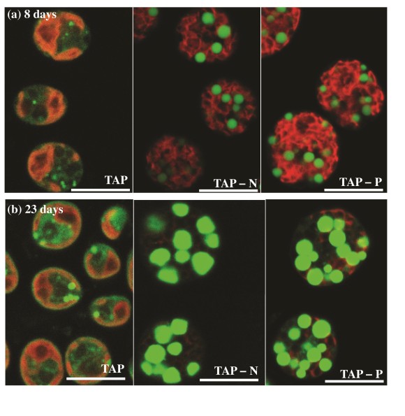 Lipid accumulation enhancement achieved using nutrition starvation-inducible promoter in algae