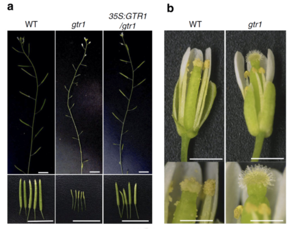 Plant fertility - how hormones get around