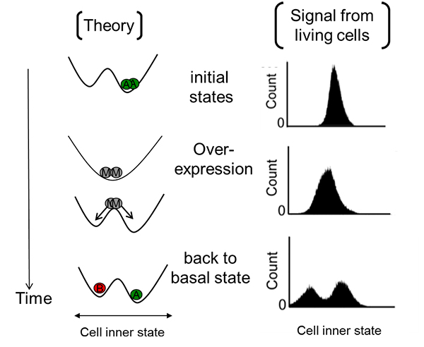 Synthetic biology reveals mechanism of gene-overexpression to induce cell reprogramming