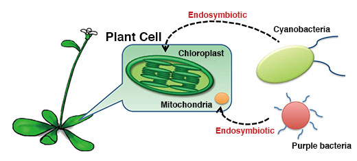 Impact of the plastidial stringent response in plant growth and stress responses