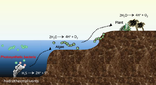 Sulfide-sensing mechanisms in purple bacteria