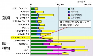 藻類から陸上植物への進化をつなぐ車軸藻植物のゲノム配列を解読－植物の陸上進出の謎を解明するための大きな道開く－