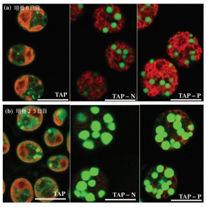 藻類の栄養欠乏応答性プロモーターによる脂質蓄積強化を実現