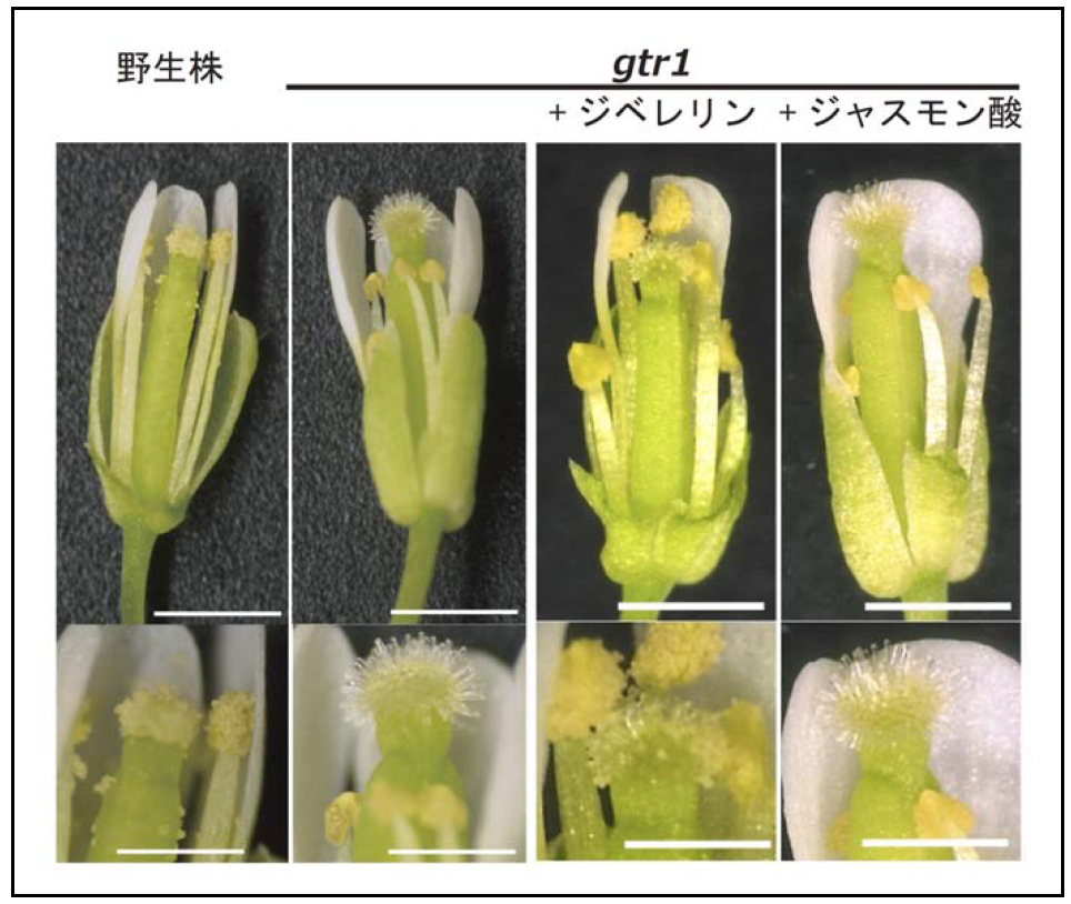 高等植物の雄しべ発達過程を制御する植物ホルモン輸送体を発見