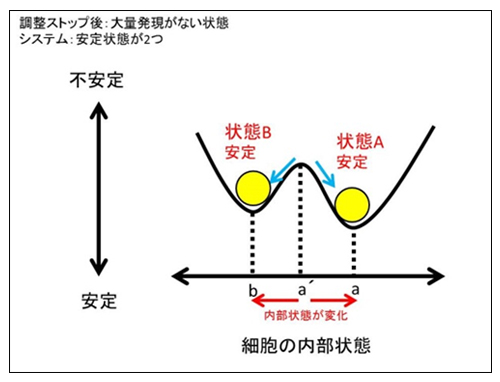 遺伝子導入によるタンパク質の大量生産が引き起こす細胞の初期化の原理を解明