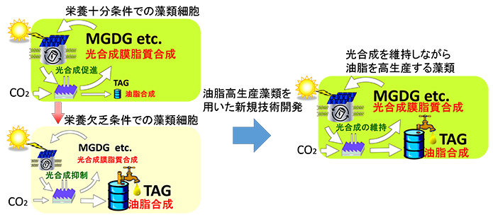 油脂高生産藻の脂質量と組成を改変する技術を開発―藻による油脂やバイオ燃料の生産性向上に期待―