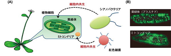 葉緑体が植物の成長を制御する新たな仕組みを発見 －細胞内共生した細菌の宿主細胞制御戦略－